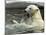 Polar Bear Cub Plays with His Mother in their Pool During Hot Weather at the Zoo in Stuttgart-null-Mounted Photographic Print