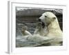 Polar Bear Cub Plays with His Mother in their Pool During Hot Weather at the Zoo in Stuttgart-null-Framed Photographic Print