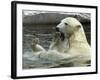 Polar Bear Cub Plays with His Mother in their Pool During Hot Weather at the Zoo in Stuttgart-null-Framed Photographic Print