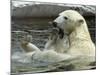 Polar Bear Cub Plays with His Mother in their Pool During Hot Weather at the Zoo in Stuttgart-null-Mounted Photographic Print