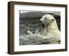 Polar Bear Cub Plays with His Mother in their Pool During Hot Weather at the Zoo in Stuttgart-null-Framed Photographic Print