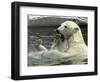 Polar Bear Cub Plays with His Mother in their Pool During Hot Weather at the Zoo in Stuttgart-null-Framed Photographic Print