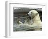 Polar Bear Cub Plays with His Mother in their Pool During Hot Weather at the Zoo in Stuttgart-null-Framed Photographic Print