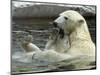 Polar Bear Cub Plays with His Mother in their Pool During Hot Weather at the Zoo in Stuttgart-null-Mounted Photographic Print