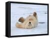 Polar Bear Cub Rolling Around, Arctic National Wildlife Refuge, Alaska, USA-Steve Kazlowski-Framed Stretched Canvas