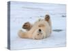 Polar Bear Cub Rolling Around, Arctic National Wildlife Refuge, Alaska, USA-Steve Kazlowski-Stretched Canvas