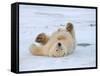 Polar Bear Cub Rolling Around, Arctic National Wildlife Refuge, Alaska, USA-Steve Kazlowski-Framed Stretched Canvas