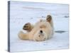 Polar Bear Cub Rolling Around, Arctic National Wildlife Refuge, Alaska, USA-Steve Kazlowski-Stretched Canvas