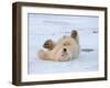 Polar Bear Cub Rolling Around, Arctic National Wildlife Refuge, Alaska, USA-Steve Kazlowski-Framed Photographic Print