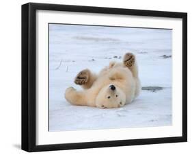 Polar Bear Cub Rolling Around, Arctic National Wildlife Refuge, Alaska, USA-Steve Kazlowski-Framed Photographic Print