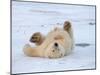 Polar Bear Cub Rolling Around, Arctic National Wildlife Refuge, Alaska, USA-Steve Kazlowski-Mounted Photographic Print