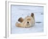 Polar Bear Cub Rolling Around, Arctic National Wildlife Refuge, Alaska, USA-Steve Kazlowski-Framed Photographic Print