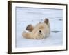 Polar Bear Cub Rolling Around, Arctic National Wildlife Refuge, Alaska, USA-Steve Kazlowski-Framed Photographic Print