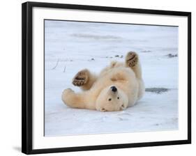 Polar Bear Cub Rolling Around, Arctic National Wildlife Refuge, Alaska, USA-Steve Kazlowski-Framed Photographic Print