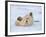 Polar Bear Cub Rolling Around, Arctic National Wildlife Refuge, Alaska, USA-Steve Kazlowski-Framed Photographic Print