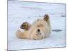 Polar Bear Cub Rolling Around, Arctic National Wildlife Refuge, Alaska, USA-Steve Kazlowski-Mounted Photographic Print
