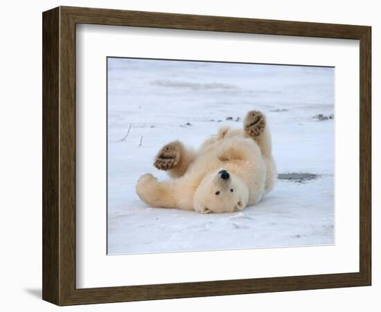 Polar Bear Cub Rolling Around, Arctic National Wildlife Refuge, Alaska, USA-Steve Kazlowski-Framed Photographic Print