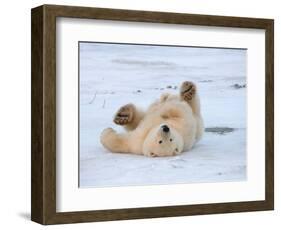 Polar Bear Cub Rolling Around, Arctic National Wildlife Refuge, Alaska, USA-Steve Kazlowski-Framed Photographic Print