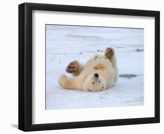 Polar Bear Cub Rolling Around, Arctic National Wildlife Refuge, Alaska, USA-Steve Kazlowski-Framed Photographic Print