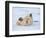 Polar Bear Cub Rolling Around, Arctic National Wildlife Refuge, Alaska, USA-Steve Kazlowski-Framed Photographic Print