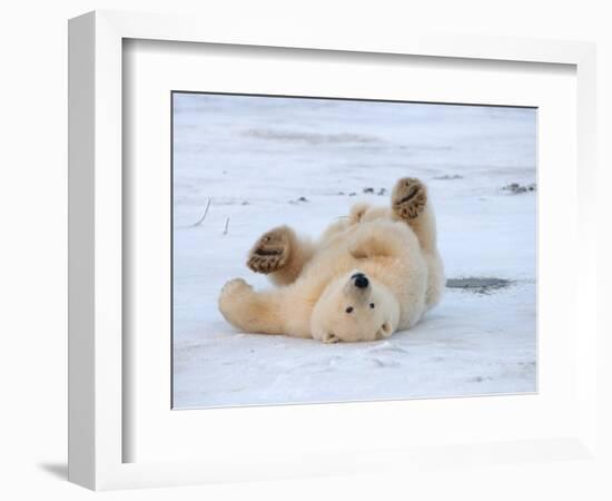 Polar Bear Cub Rolling Around, Arctic National Wildlife Refuge, Alaska, USA-Steve Kazlowski-Framed Photographic Print