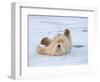 Polar Bear Cub Rolling Around, Arctic National Wildlife Refuge, Alaska, USA-Steve Kazlowski-Framed Photographic Print