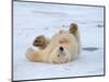 Polar Bear Cub Rolling Around, Arctic National Wildlife Refuge, Alaska, USA-Steve Kazlowski-Mounted Photographic Print