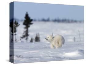 Polar Bear Cub, (Ursus Maritimus), Churchill, Manitoba, Canada-Thorsten Milse-Stretched Canvas