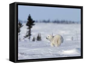 Polar Bear Cub, (Ursus Maritimus), Churchill, Manitoba, Canada-Thorsten Milse-Framed Stretched Canvas
