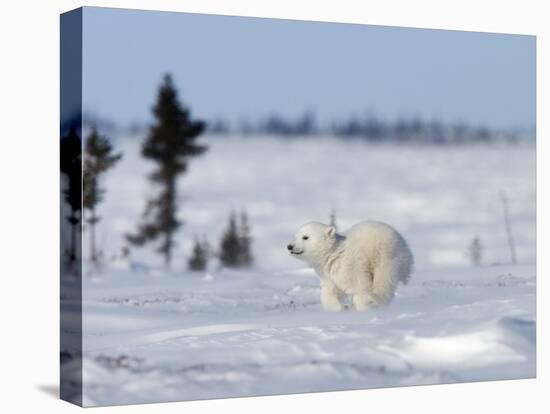 Polar Bear Cub, (Ursus Maritimus), Churchill, Manitoba, Canada-Thorsten Milse-Stretched Canvas