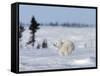 Polar Bear Cub, (Ursus Maritimus), Churchill, Manitoba, Canada-Thorsten Milse-Framed Stretched Canvas