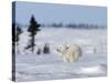 Polar Bear Cub, (Ursus Maritimus), Churchill, Manitoba, Canada-Thorsten Milse-Stretched Canvas