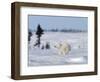 Polar Bear Cub, (Ursus Maritimus), Churchill, Manitoba, Canada-Thorsten Milse-Framed Photographic Print