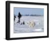 Polar Bear Cub, (Ursus Maritimus), Churchill, Manitoba, Canada-Thorsten Milse-Framed Photographic Print