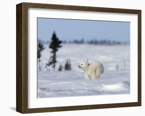 Polar Bear Cub, (Ursus Maritimus), Churchill, Manitoba, Canada-Thorsten Milse-Framed Photographic Print