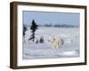 Polar Bear Cub, (Ursus Maritimus), Churchill, Manitoba, Canada-Thorsten Milse-Framed Photographic Print