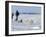 Polar Bear Cub, (Ursus Maritimus), Churchill, Manitoba, Canada-Thorsten Milse-Framed Photographic Print