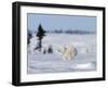 Polar Bear Cub, (Ursus Maritimus), Churchill, Manitoba, Canada-Thorsten Milse-Framed Photographic Print