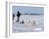 Polar Bear Cub, (Ursus Maritimus), Churchill, Manitoba, Canada-Thorsten Milse-Framed Photographic Print