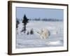 Polar Bear Cub, (Ursus Maritimus), Churchill, Manitoba, Canada-Thorsten Milse-Framed Photographic Print