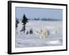 Polar Bear Cub, (Ursus Maritimus), Churchill, Manitoba, Canada-Thorsten Milse-Framed Photographic Print