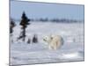 Polar Bear Cub, (Ursus Maritimus), Churchill, Manitoba, Canada-Thorsten Milse-Mounted Photographic Print