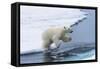 Polar bear cub (Ursus maritimus) jumping over the water, Spitsbergen Island, Svalbard archipelago, -G&M Therin-Weise-Framed Stretched Canvas