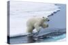Polar bear cub (Ursus maritimus) jumping over the water, Spitsbergen Island, Svalbard archipelago, -G&M Therin-Weise-Stretched Canvas