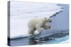 Polar bear cub (Ursus maritimus) jumping over the water, Spitsbergen Island, Svalbard archipelago, -G&M Therin-Weise-Stretched Canvas