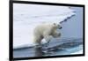 Polar bear cub (Ursus maritimus) jumping over the water, Spitsbergen Island, Svalbard archipelago, -G&M Therin-Weise-Framed Photographic Print