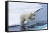 Polar bear cub (Ursus maritimus) jumping over the water, Spitsbergen Island, Svalbard archipelago, -G&M Therin-Weise-Framed Stretched Canvas