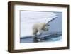 Polar bear cub (Ursus maritimus) jumping over the water, Spitsbergen Island, Svalbard archipelago, -G&M Therin-Weise-Framed Photographic Print