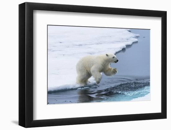 Polar bear cub (Ursus maritimus) jumping over the water, Spitsbergen Island, Svalbard archipelago, -G&M Therin-Weise-Framed Photographic Print