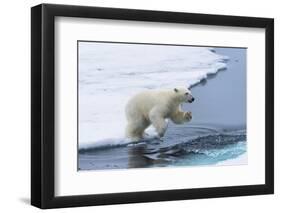 Polar bear cub (Ursus maritimus) jumping over the water, Spitsbergen Island, Svalbard archipelago, -G&M Therin-Weise-Framed Photographic Print